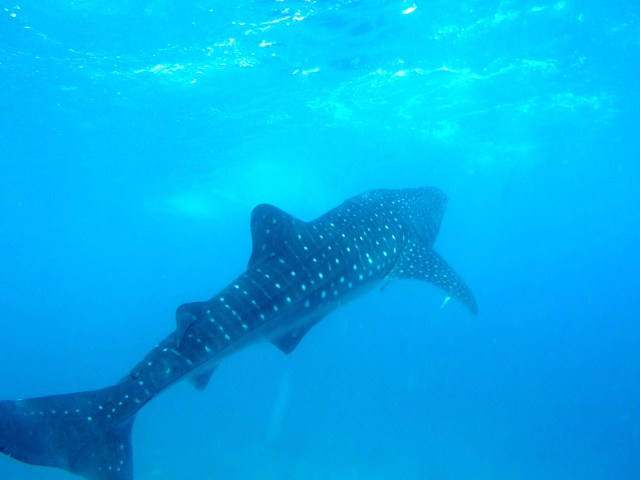 DCIM100GOPROG0411363.